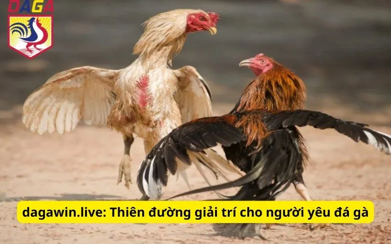 fundament.ru.com: Thiên đường giải trí cho người yêu đá gà